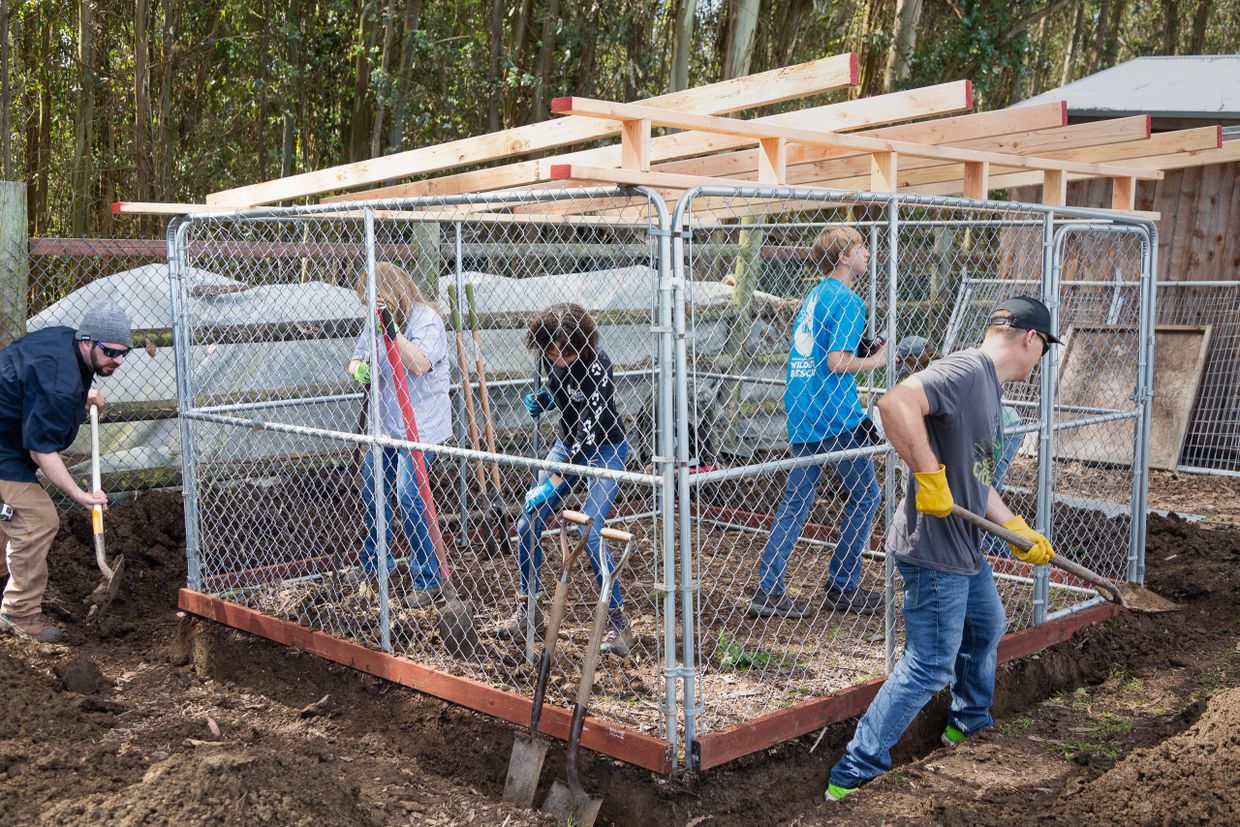 Coyote proof 2025 dog kennel